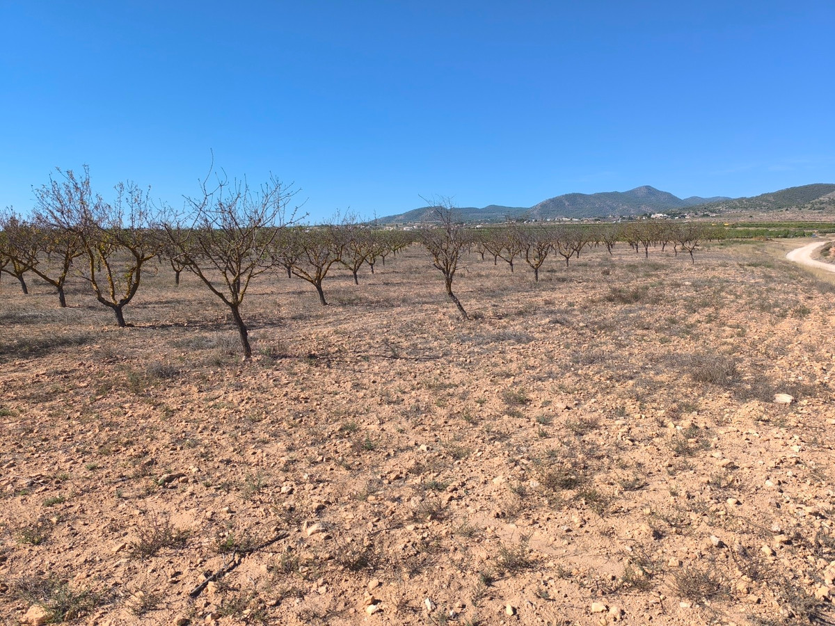 Plots for sale in Pinoso Costa Blanca, Alicante, Spain