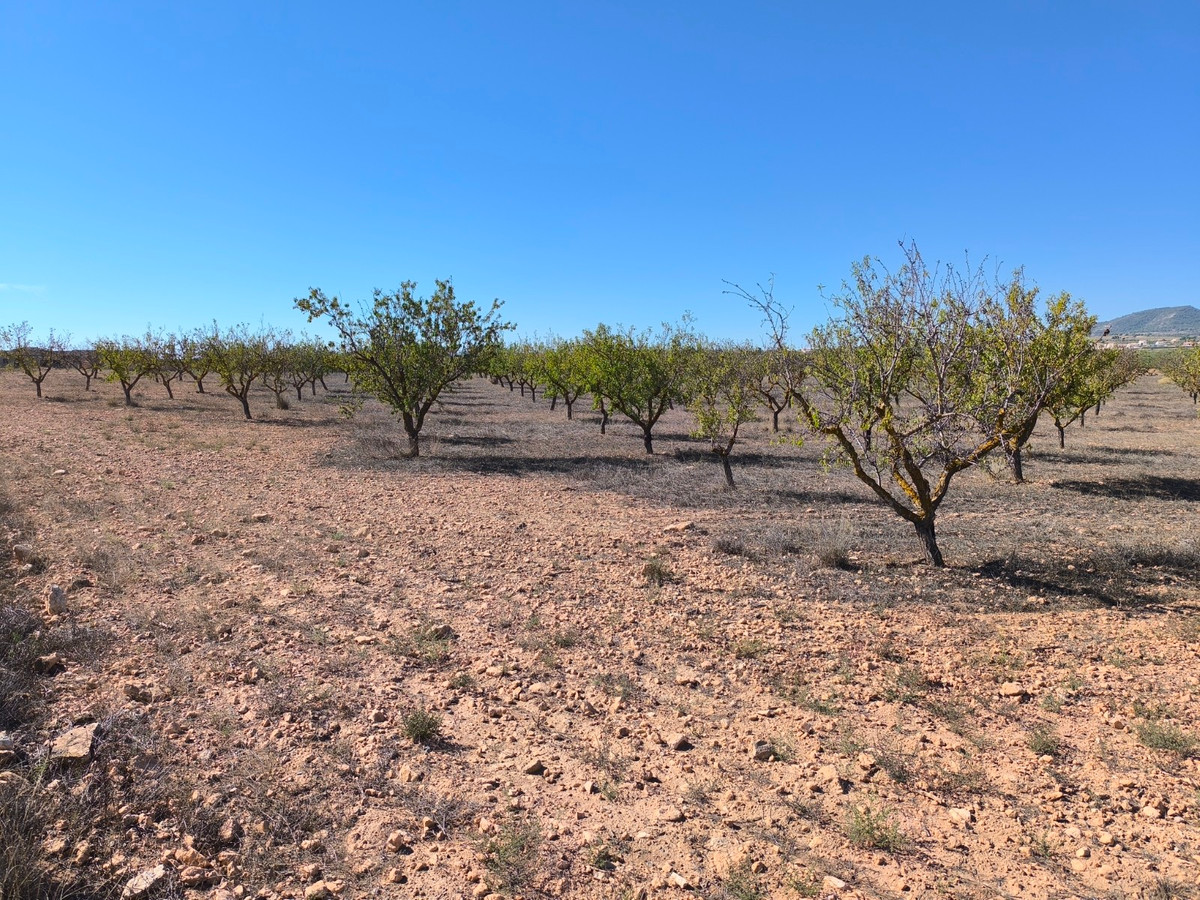Plots for sale in Pinoso Costa Blanca, Alicante, Spain