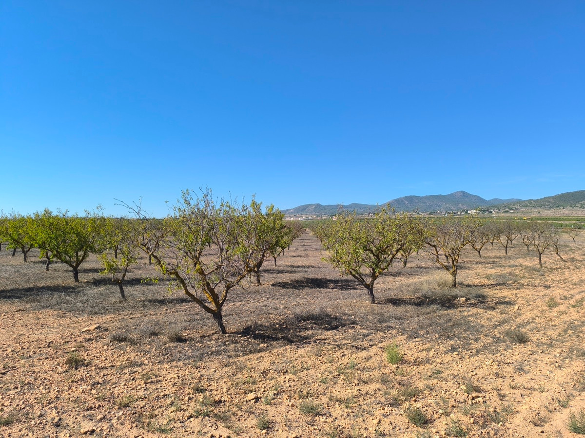 Plots for sale in Pinoso Costa Blanca, Alicante, Spain