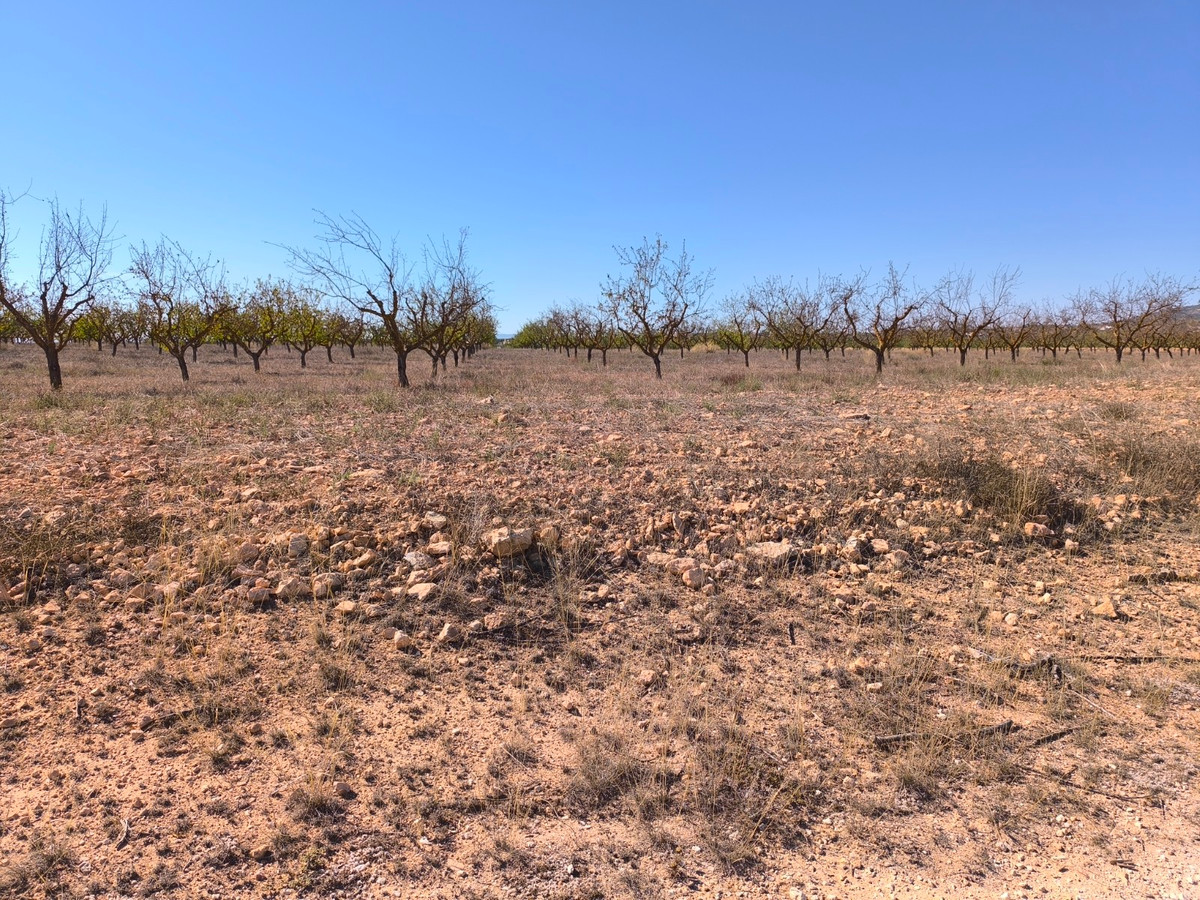 Plots for sale in Pinoso Costa Blanca, Alicante, Spain
