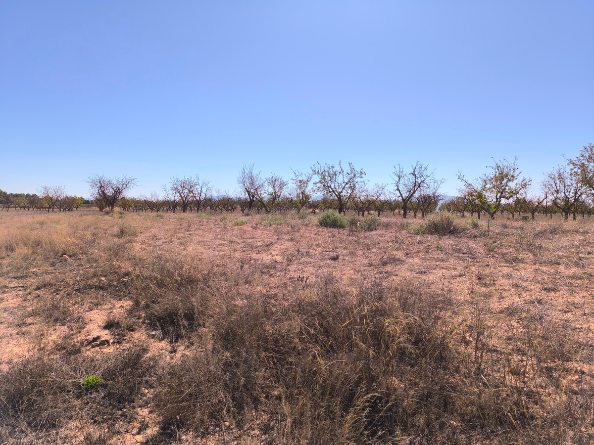 Plots for sale in Pinoso Costa Blanca, Alicante, Spain