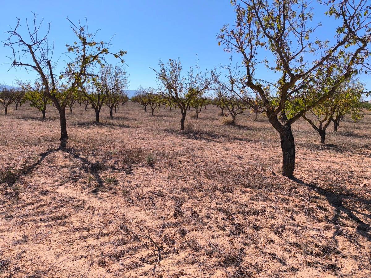 Plots for sale in Pinoso Costa Blanca, Alicante, Spain