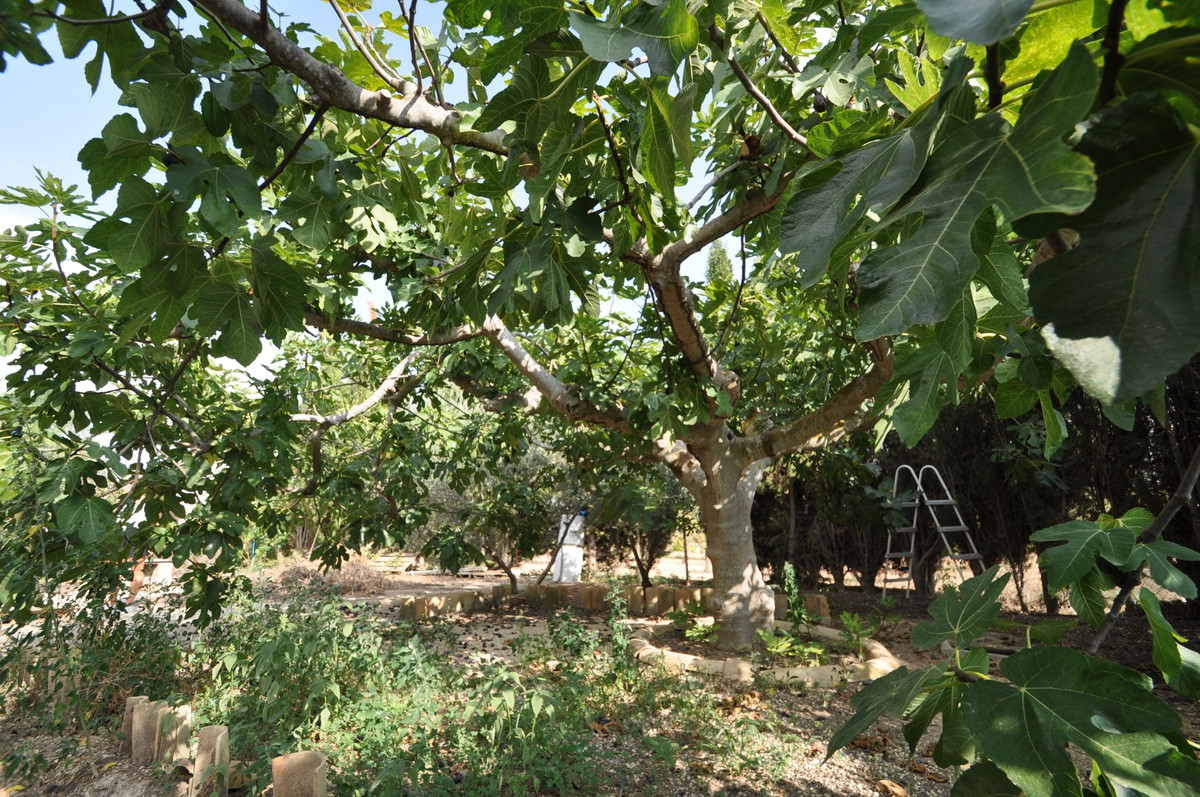 Se vende Finca - Cortijo de 4 dormitorios en Costa Blanca, Alicante, España