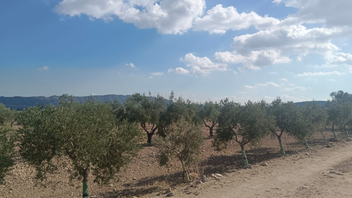 Se vende Terreno Rustico  en Costa Blanca, Alicante, España