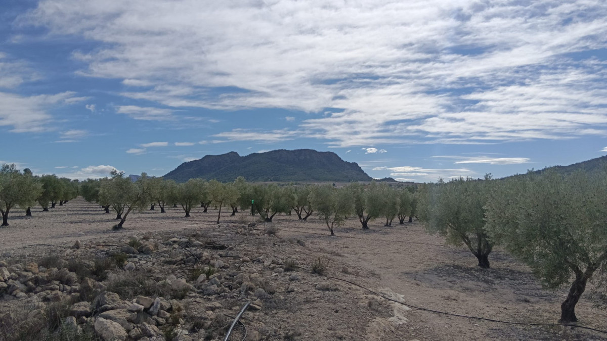 Se vende Terreno Rustico  en Costa Blanca, Alicante, España