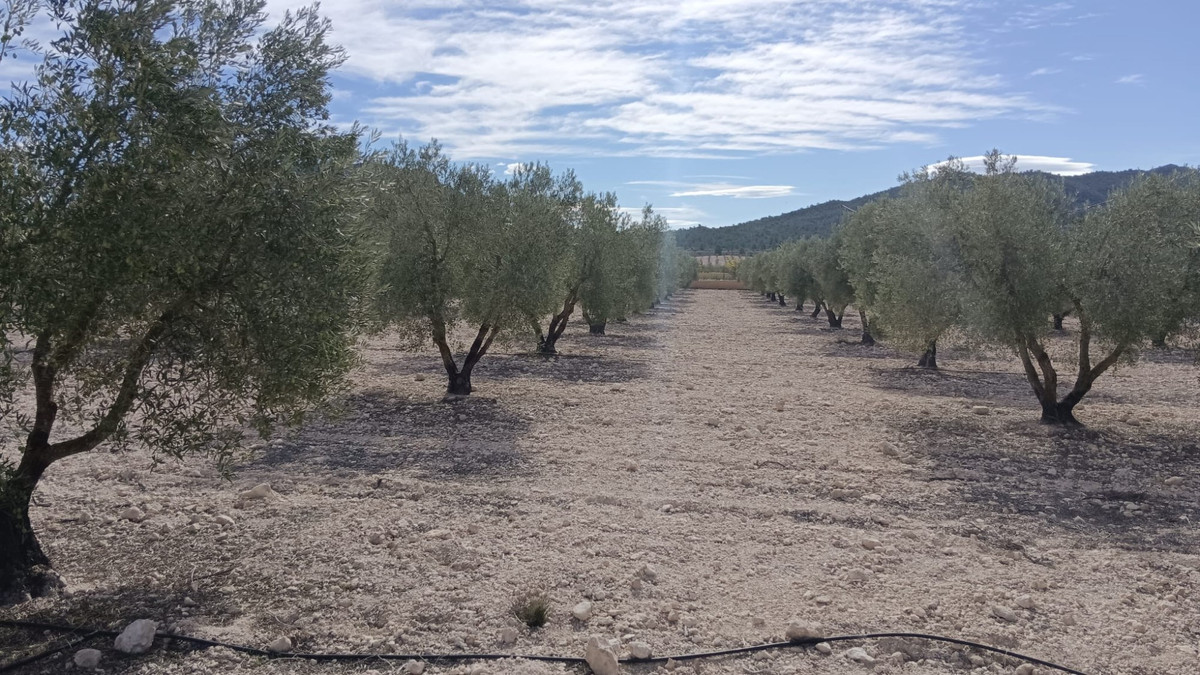 Se vende Terreno Rustico  en Costa Blanca, Alicante, España
