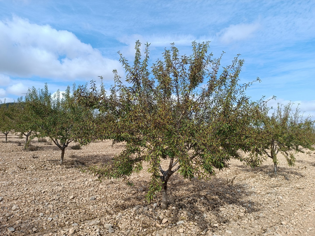 Se vende Terreno Rustico  en Costa Calida, Murcia, España