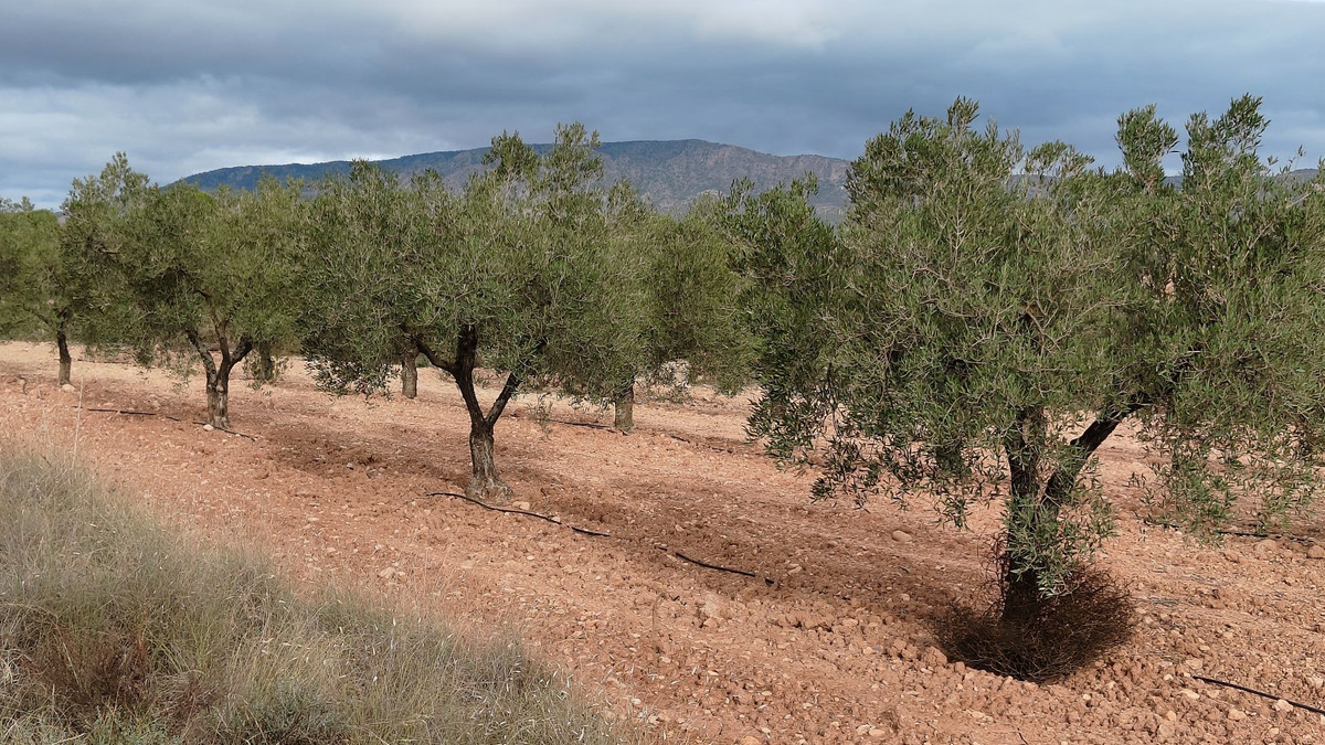 Plots for sale in Monóvar Costa Blanca, Alicante, Spain