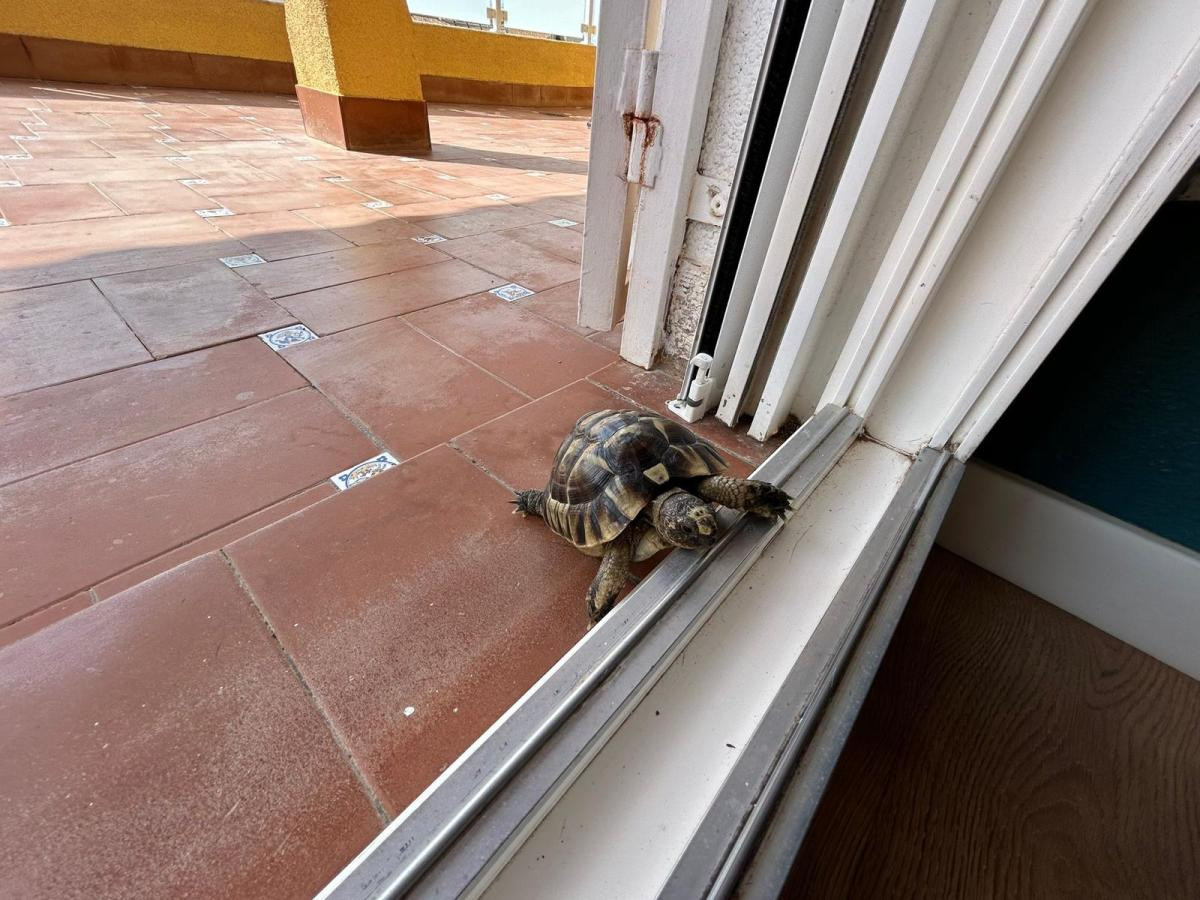 3 Bed Townhouse for sale in San Miguel De Salinas Costa Blanca, Alicante, Spain