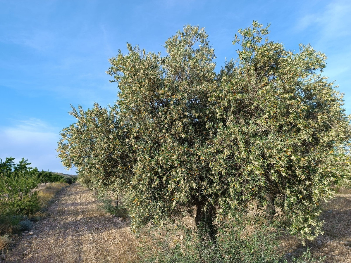 Se vende Finca - Cortijo de 2 dormitorios en Costa Calida, Murcia, España