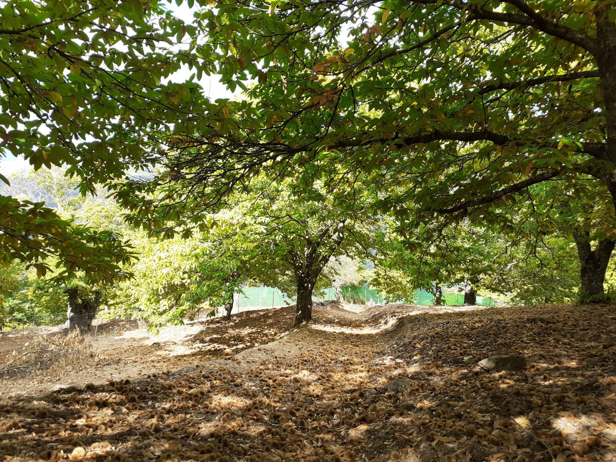 Se vende Terreno Rustico  en Málaga, Málaga, España