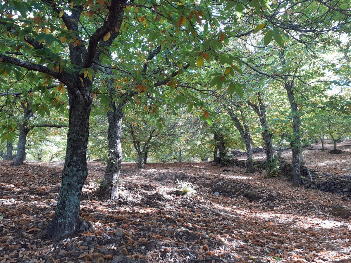 Se vende Terreno Rustico  en Málaga, Málaga, España