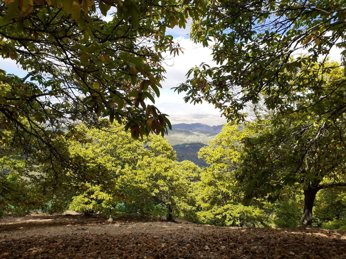 Se vende Terreno Rustico  en Málaga, Málaga, España