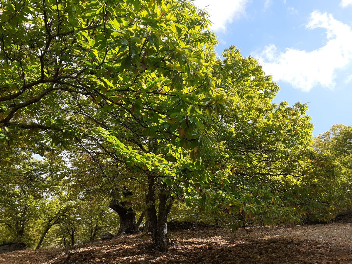 Se vende Terreno Rustico  en Málaga, Málaga, España