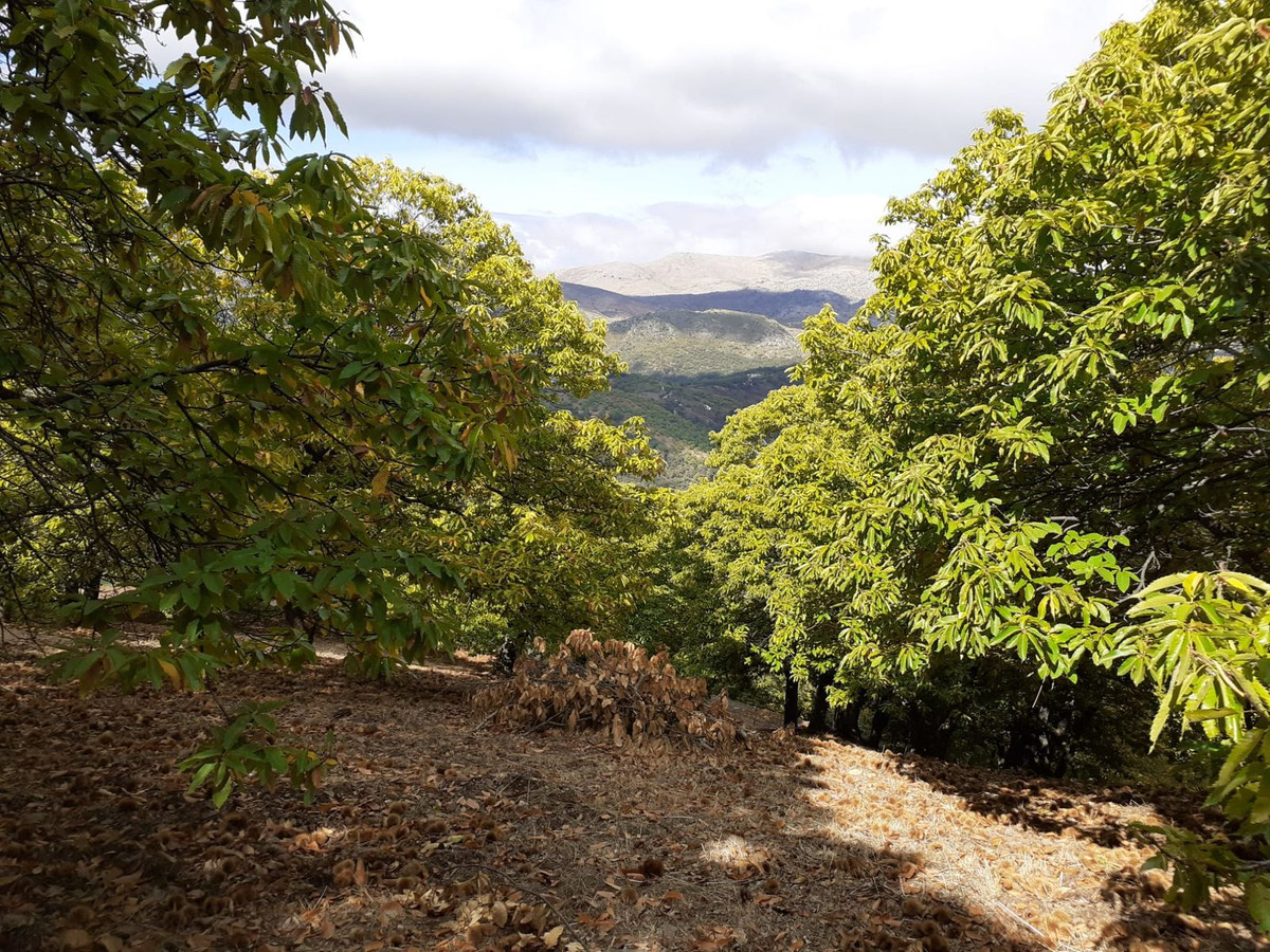 Se vende Terreno Rustico  en Málaga, Málaga, España