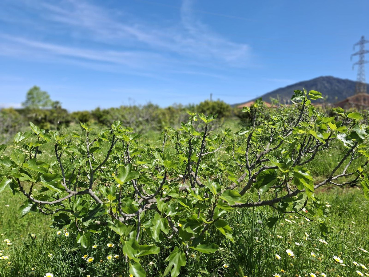 Se vende Terreno Rustico  en Costa Del Sol, Málaga, España