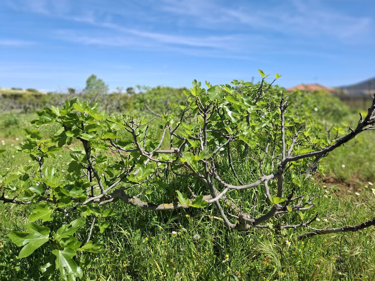 Se vende Terreno Rustico  en Costa Del Sol, Málaga, España