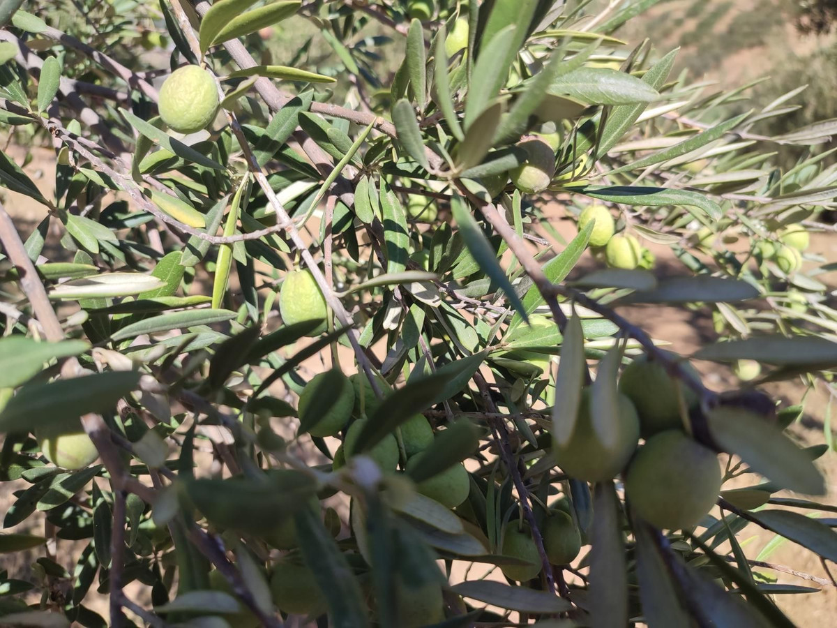 Se vende Terreno Rustico  en Costa Del Sol, Málaga, España