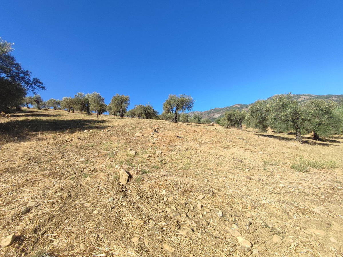 Se vende Terreno Rustico  en Costa Del Sol, Málaga, España