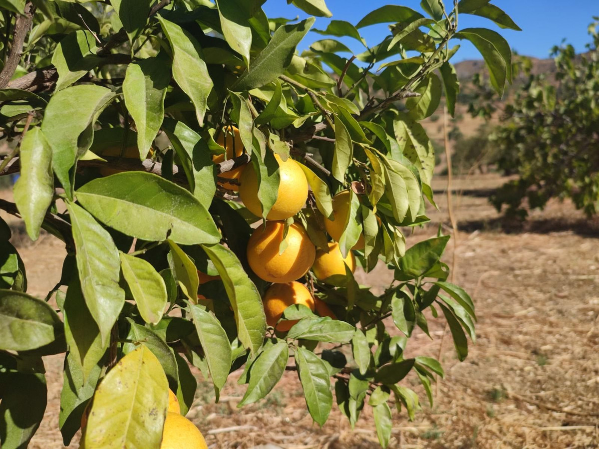 Se vende Terreno Rustico  en Costa Del Sol, Málaga, España