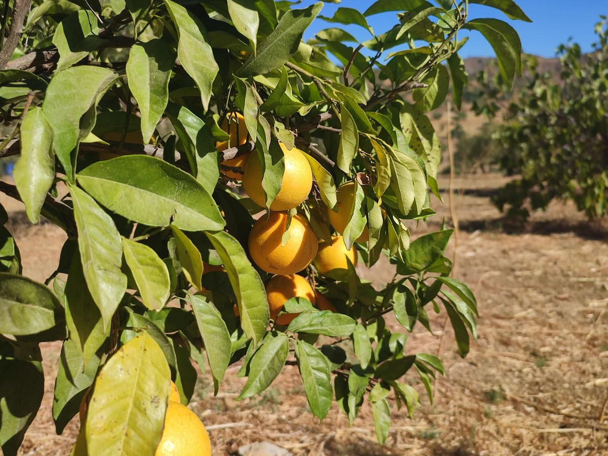 Se vende Terreno Rustico  en Costa Del Sol, Málaga, España