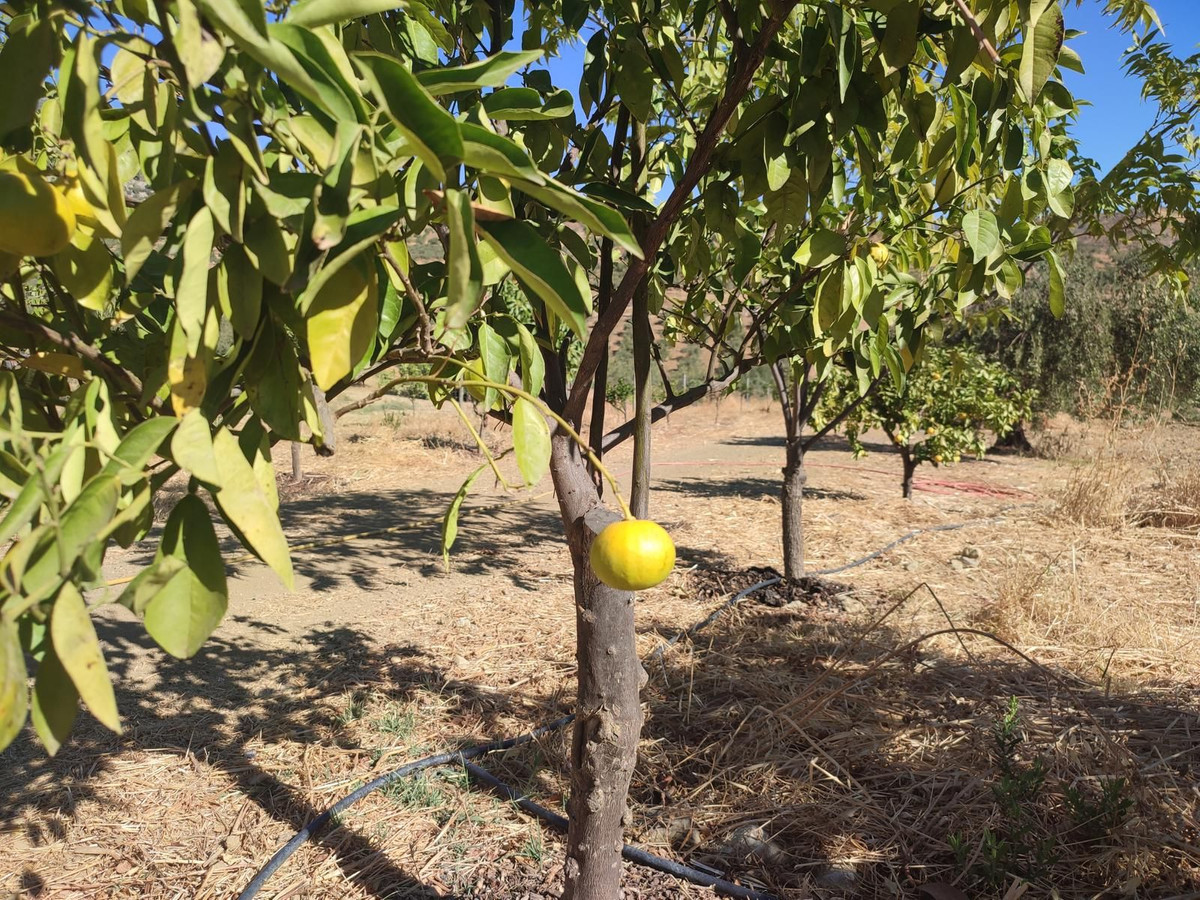 Se vende Terreno Rustico  en Costa Del Sol, Málaga, España