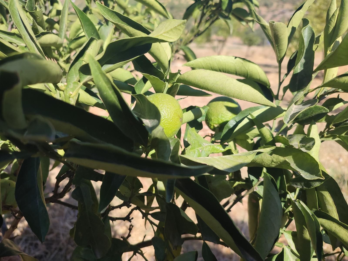 Se vende Terreno Rustico  en Costa Del Sol, Málaga, España