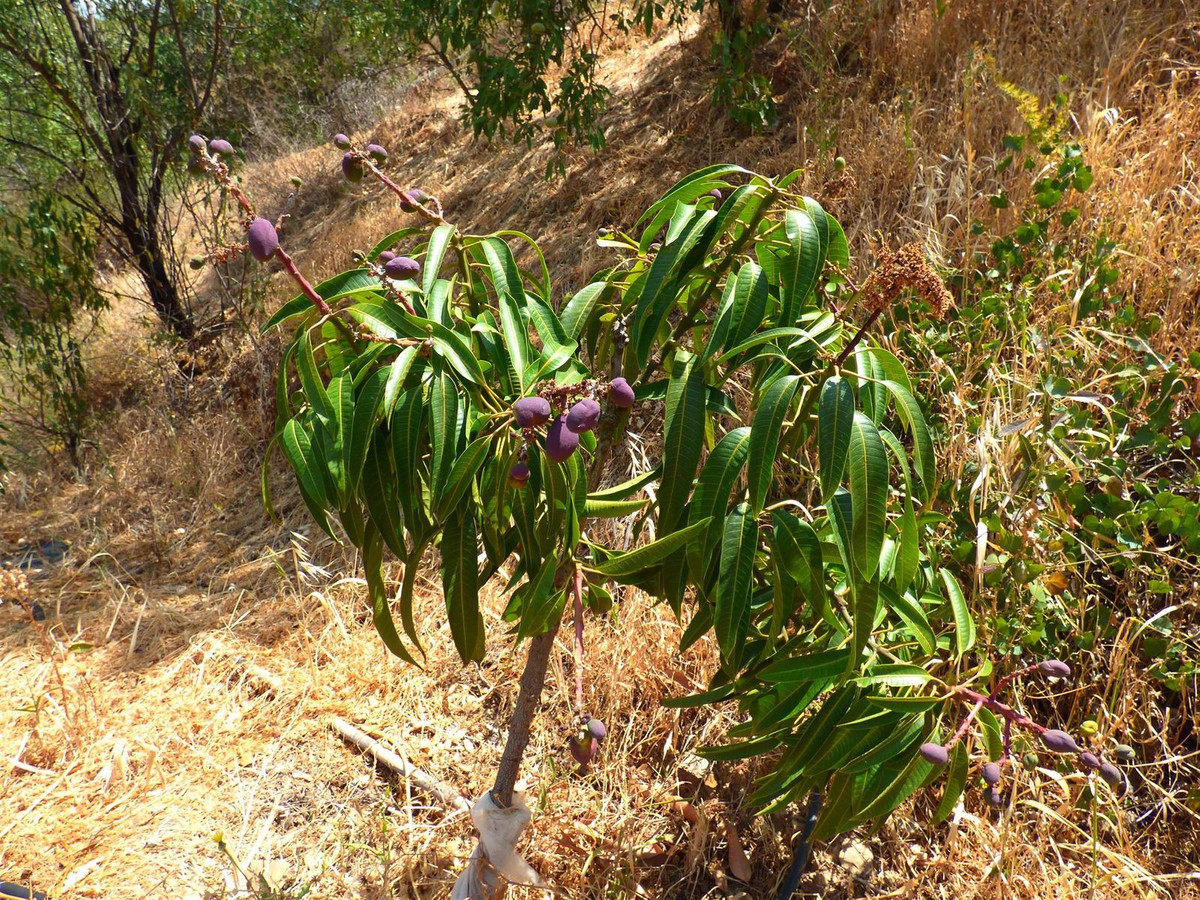 Se vende Finca - Cortijo de 6 dormitorios en Costa Del Sol, Málaga, España