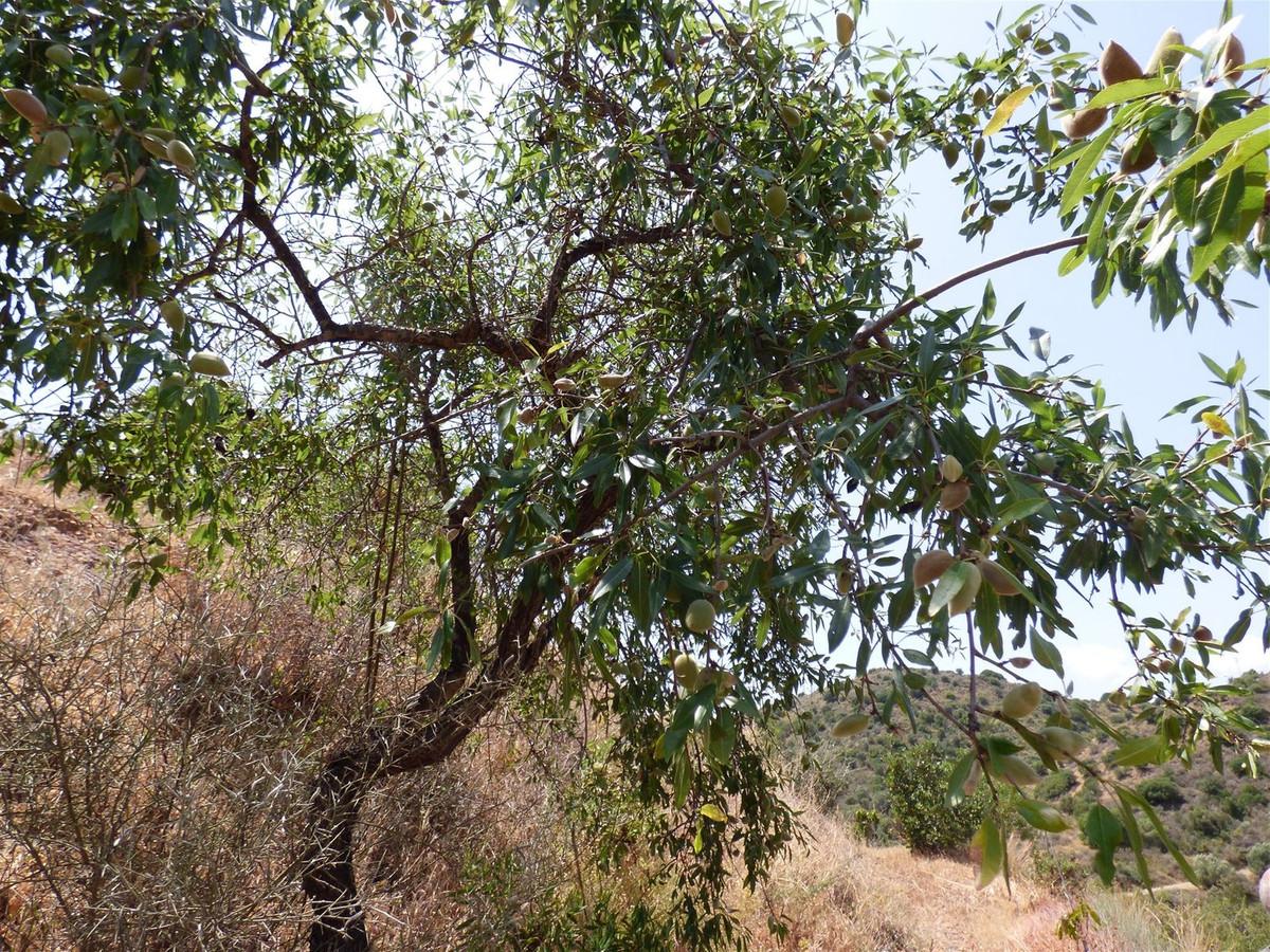 Se vende Finca - Cortijo de 6 dormitorios en Costa Del Sol, Málaga, España