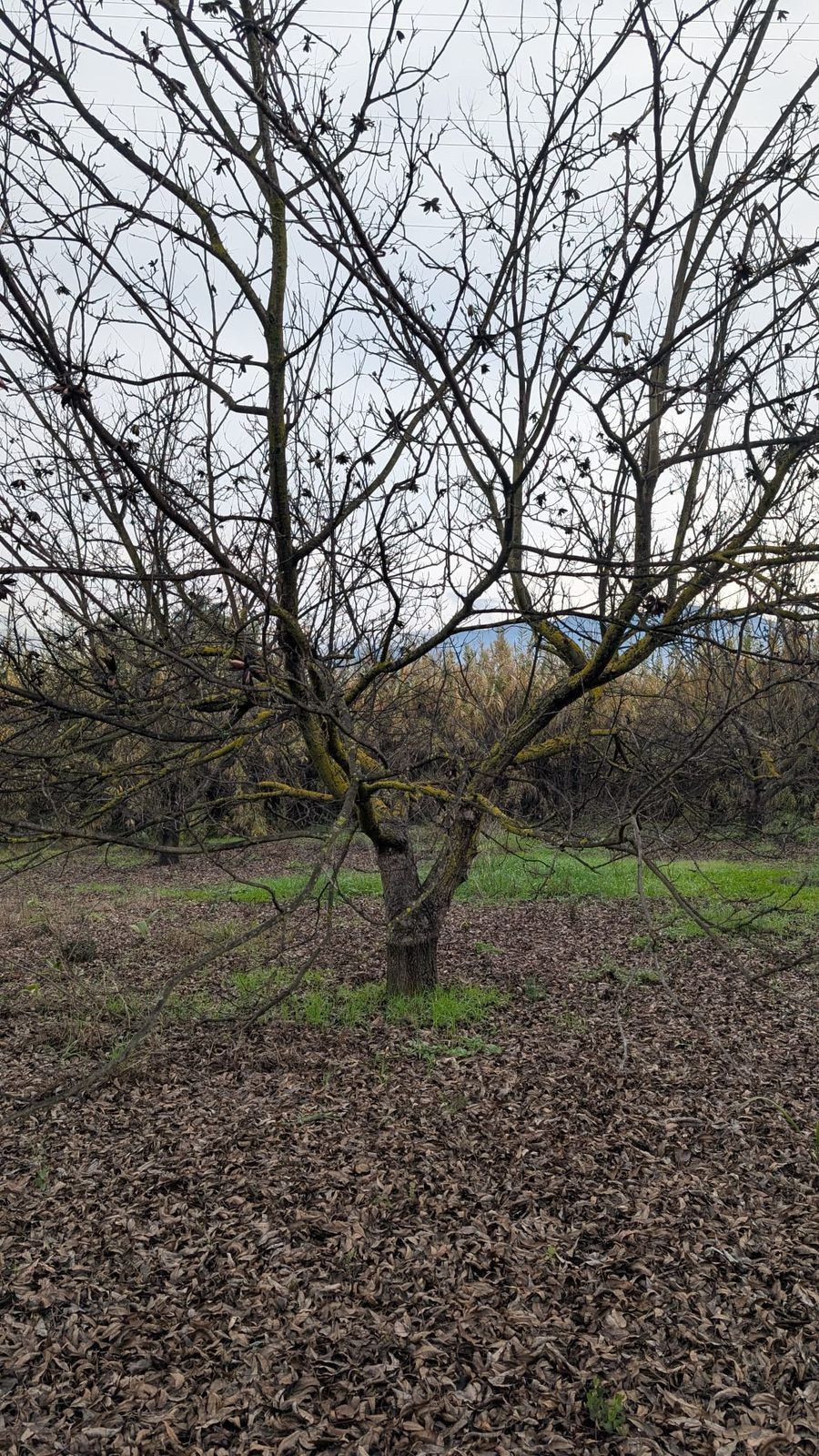 Se vende Terreno Rustico  en Costa Del Sol, Málaga, España