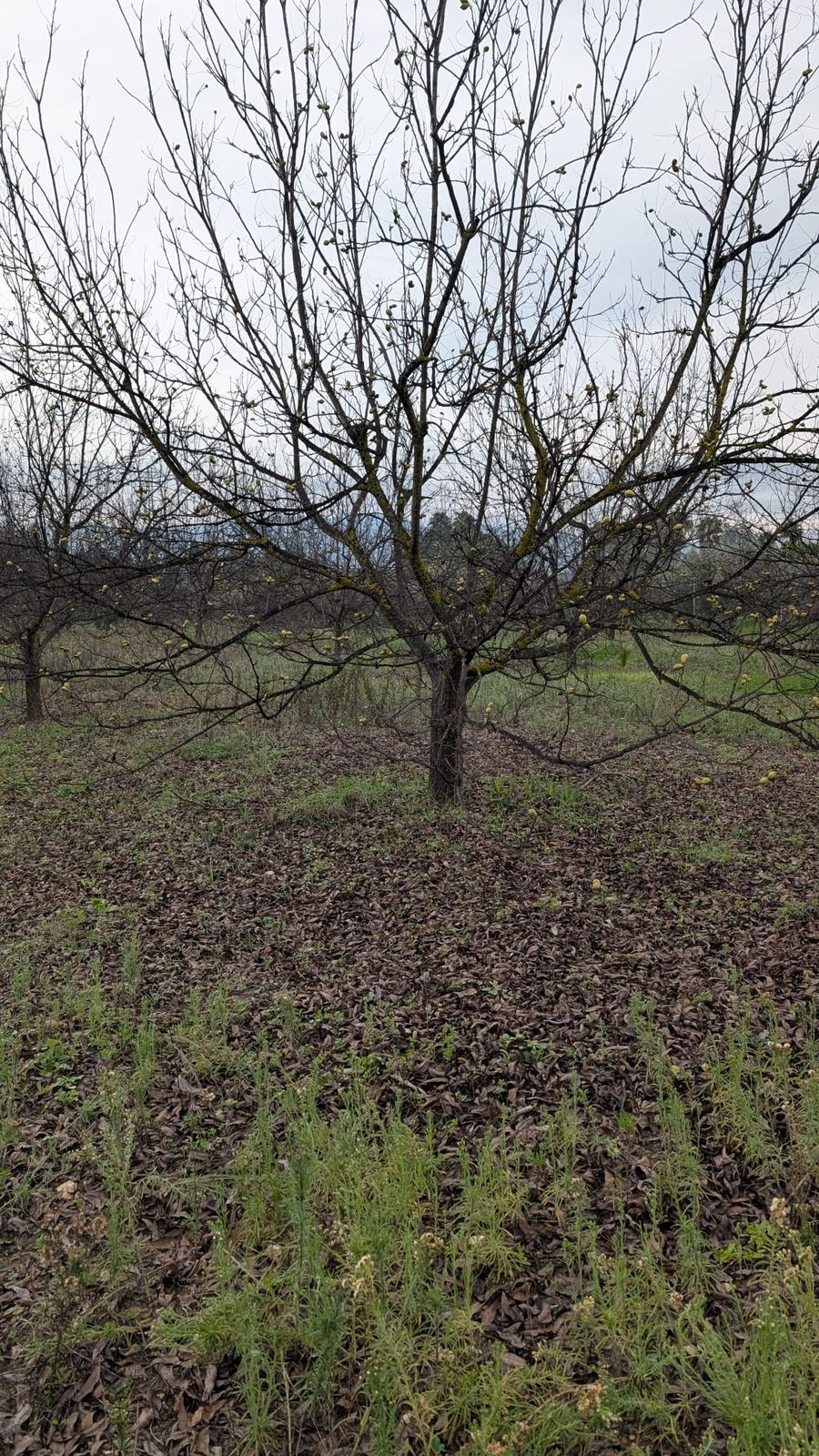 Se vende Terreno Rustico  en Costa Del Sol, Málaga, España