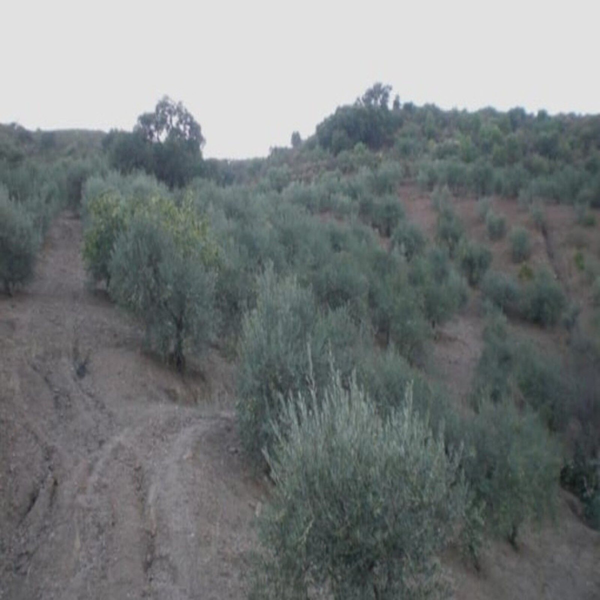 Plots for sale in Monda Costa Del Sol, Málaga, Spain