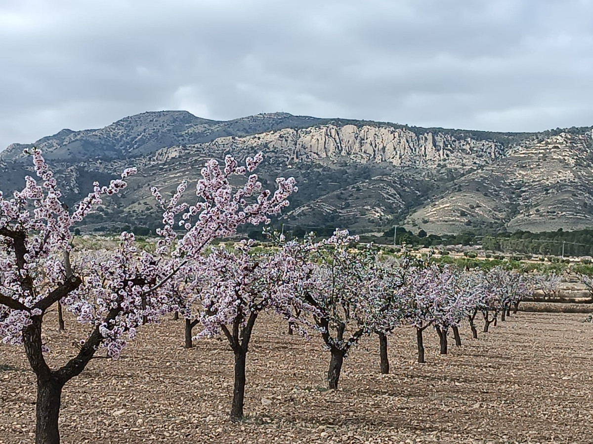 Se vende Terreno Rustico  en Costa Calida, Murcia, España