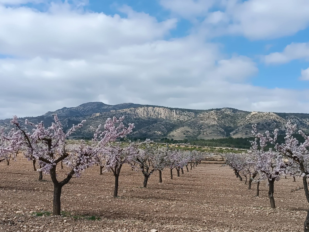 Se vende Terreno Rustico  en Costa Calida, Murcia, España