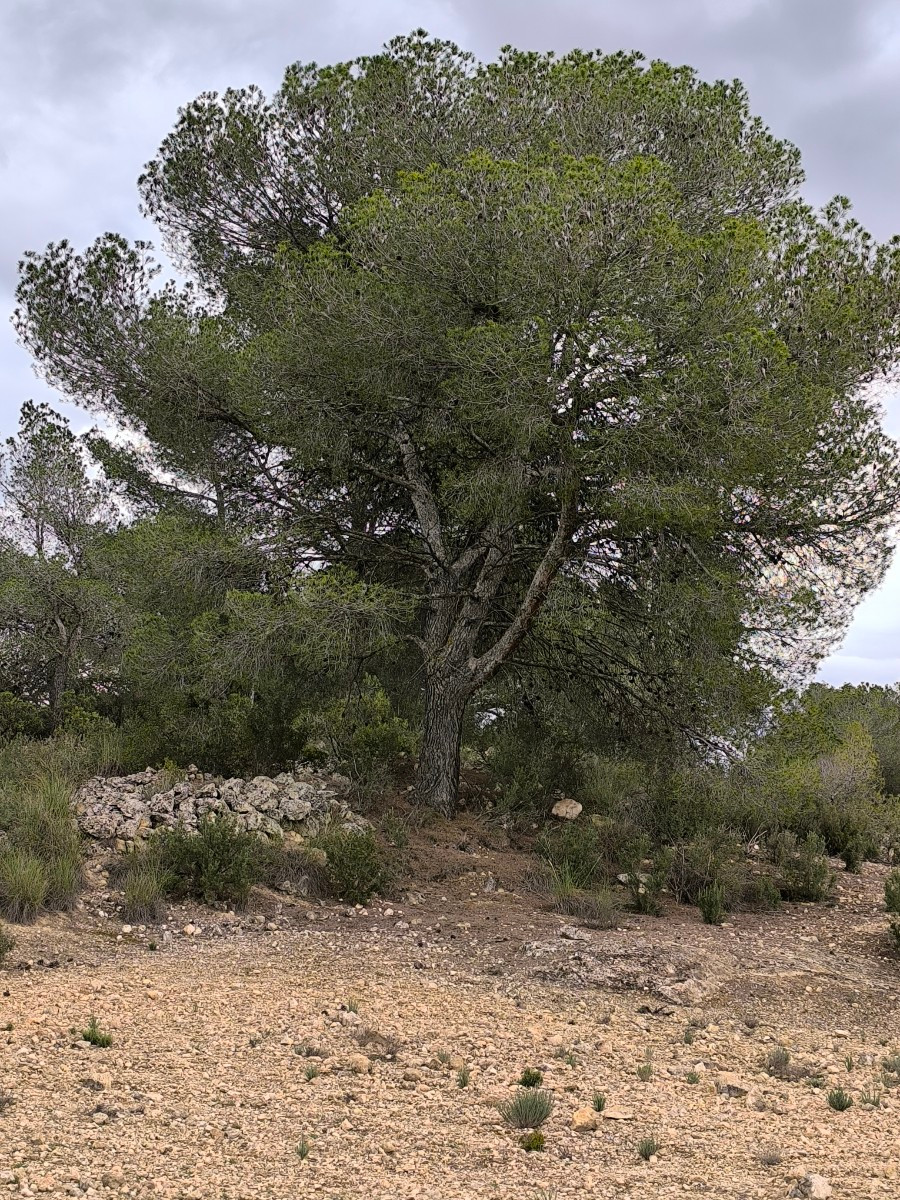 Se vende Terreno Rustico  en Costa Blanca, Alicante, España