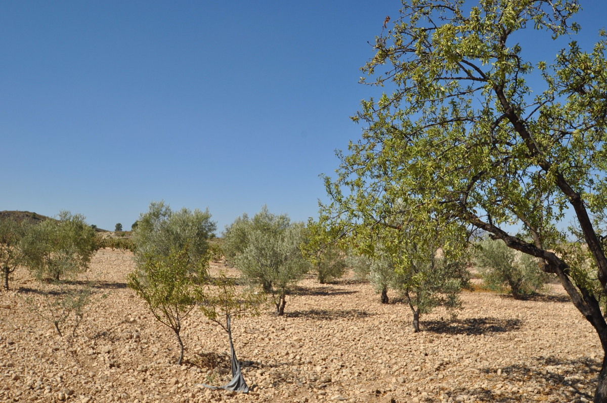 Se vende Terreno Rustico  en Costa Calida, Murcia, España