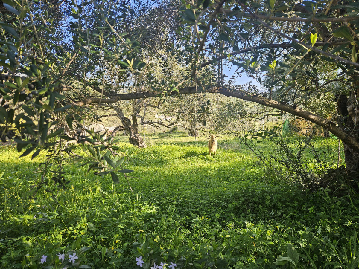 Se vende Terreno Rustico  en Costa Del Sol, Málaga, España