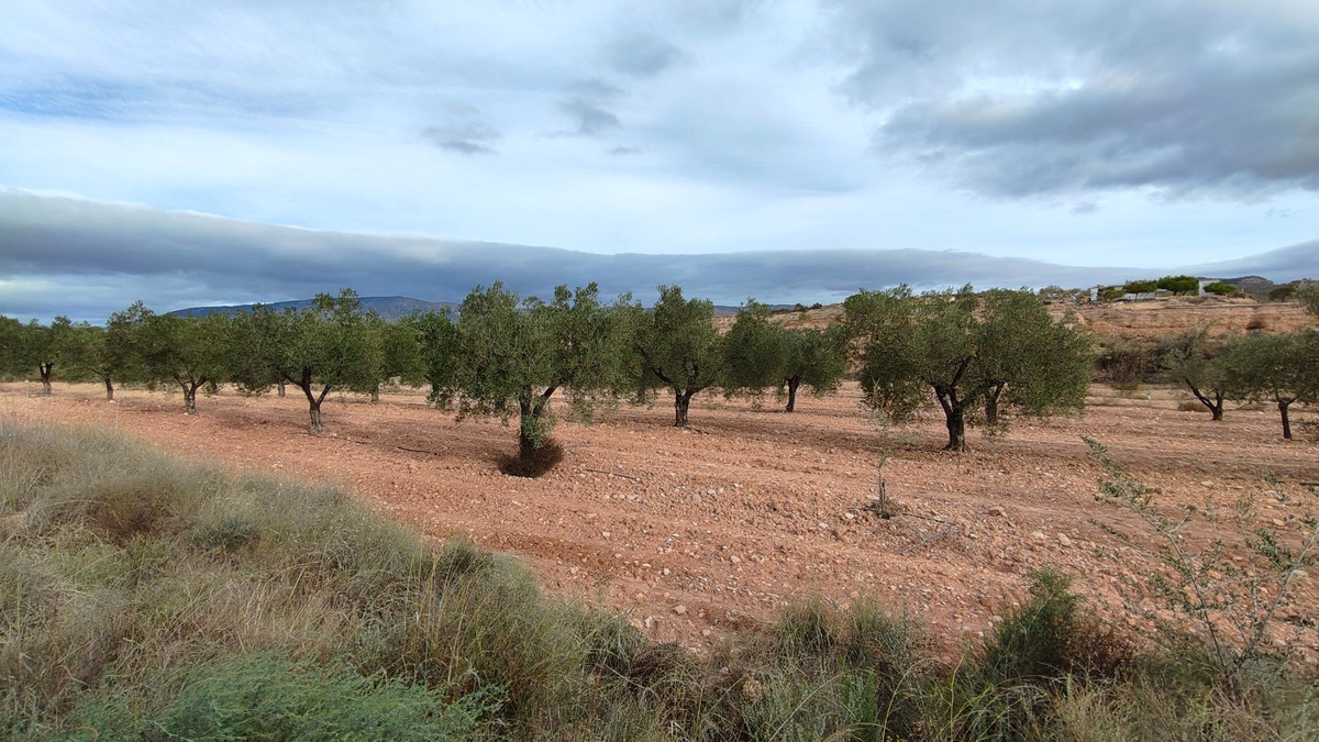 Plots for sale in Monóvar Costa Blanca, Alicante, Spain