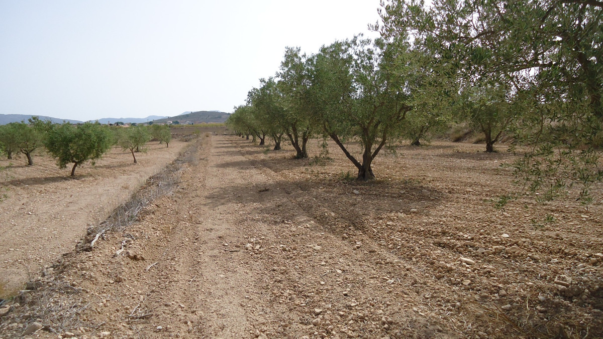 Se vende Terreno Rustico  en Costa Calida, Murcia, España