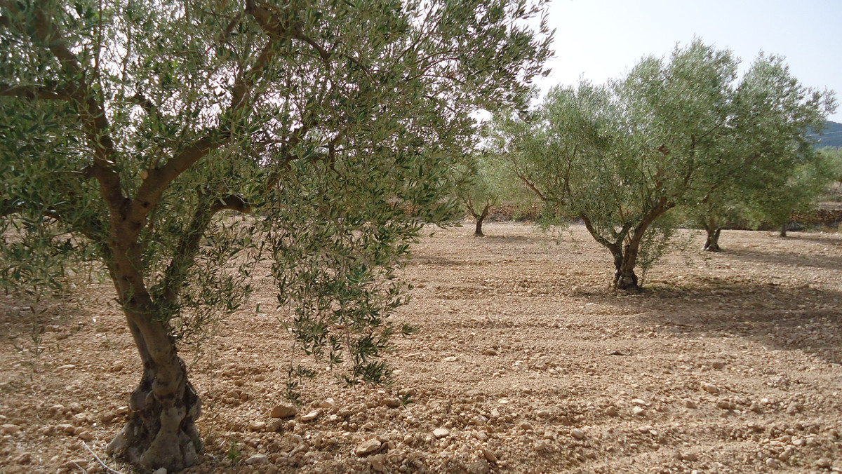 Se vende Terreno Rustico  en Costa Calida, Murcia, España