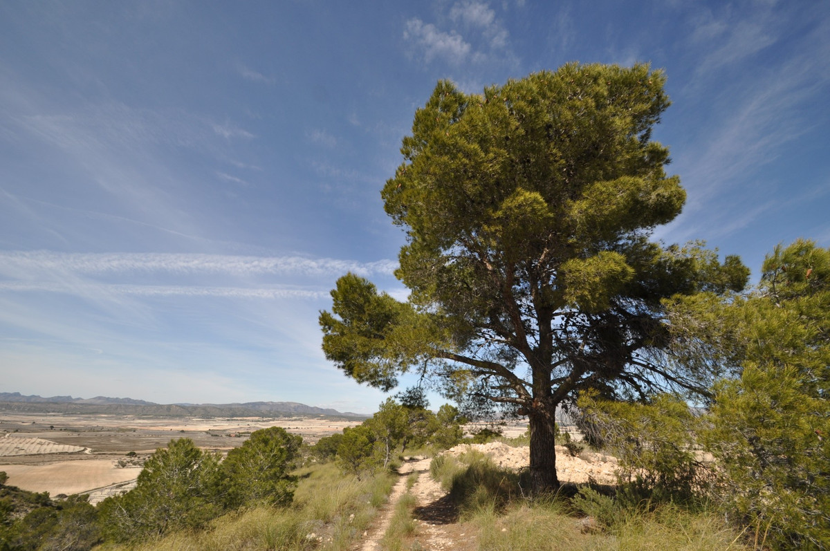 Se vende Terreno Rustico  en Costa Calida, Murcia, España