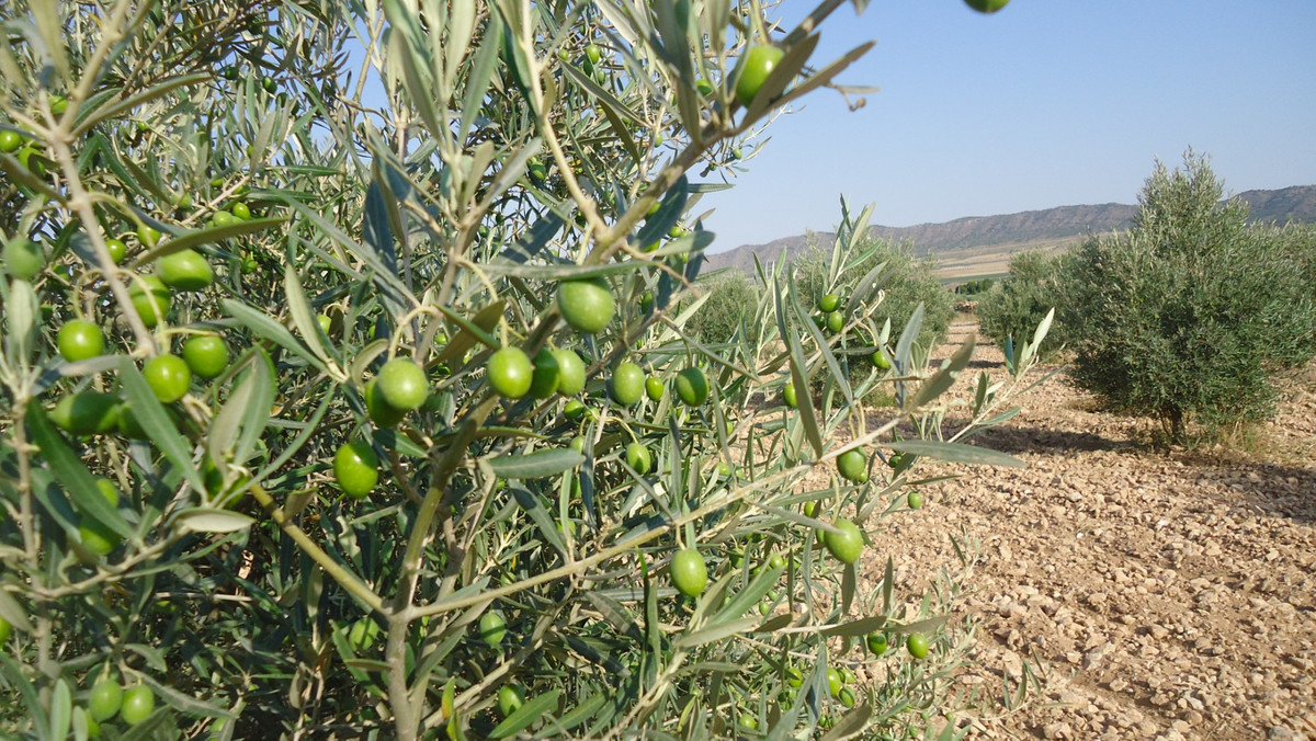 Se vende Terreno Rustico  en Costa Calida, Murcia, España