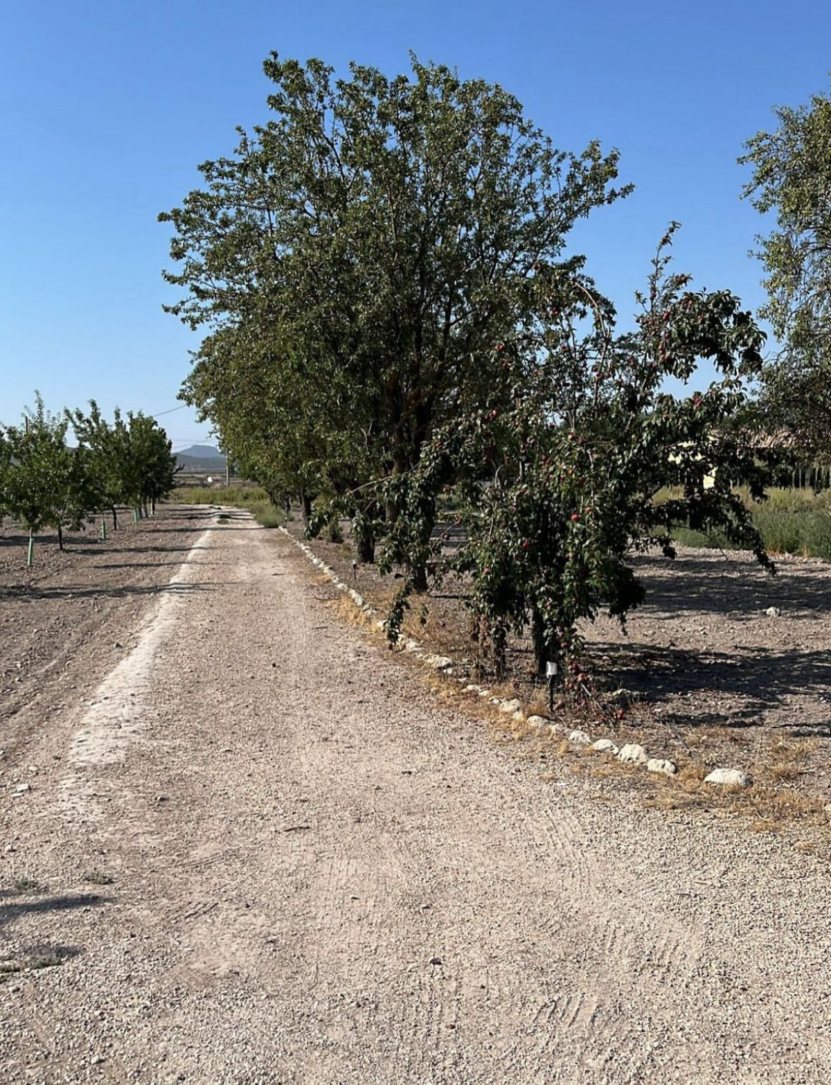 Se vende Finca - Cortijo de 2 dormitorios en Costa Blanca, Alicante, España