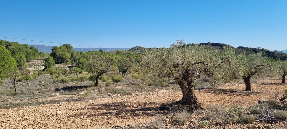Plots for sale in Monóvar Costa Blanca, Alicante, Spain