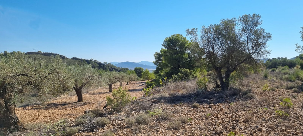 Plots for sale in Monóvar Costa Blanca, Alicante, Spain
