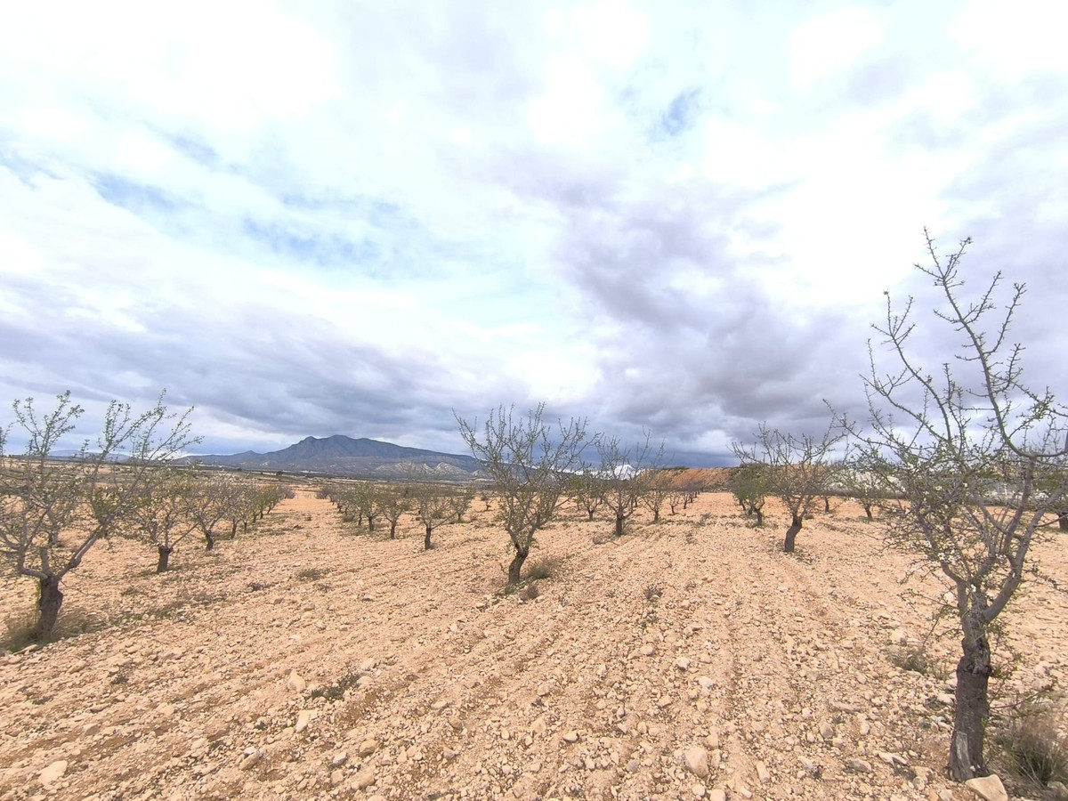 Plots for sale in Pinoso Costa Blanca, Alicante, Spain
