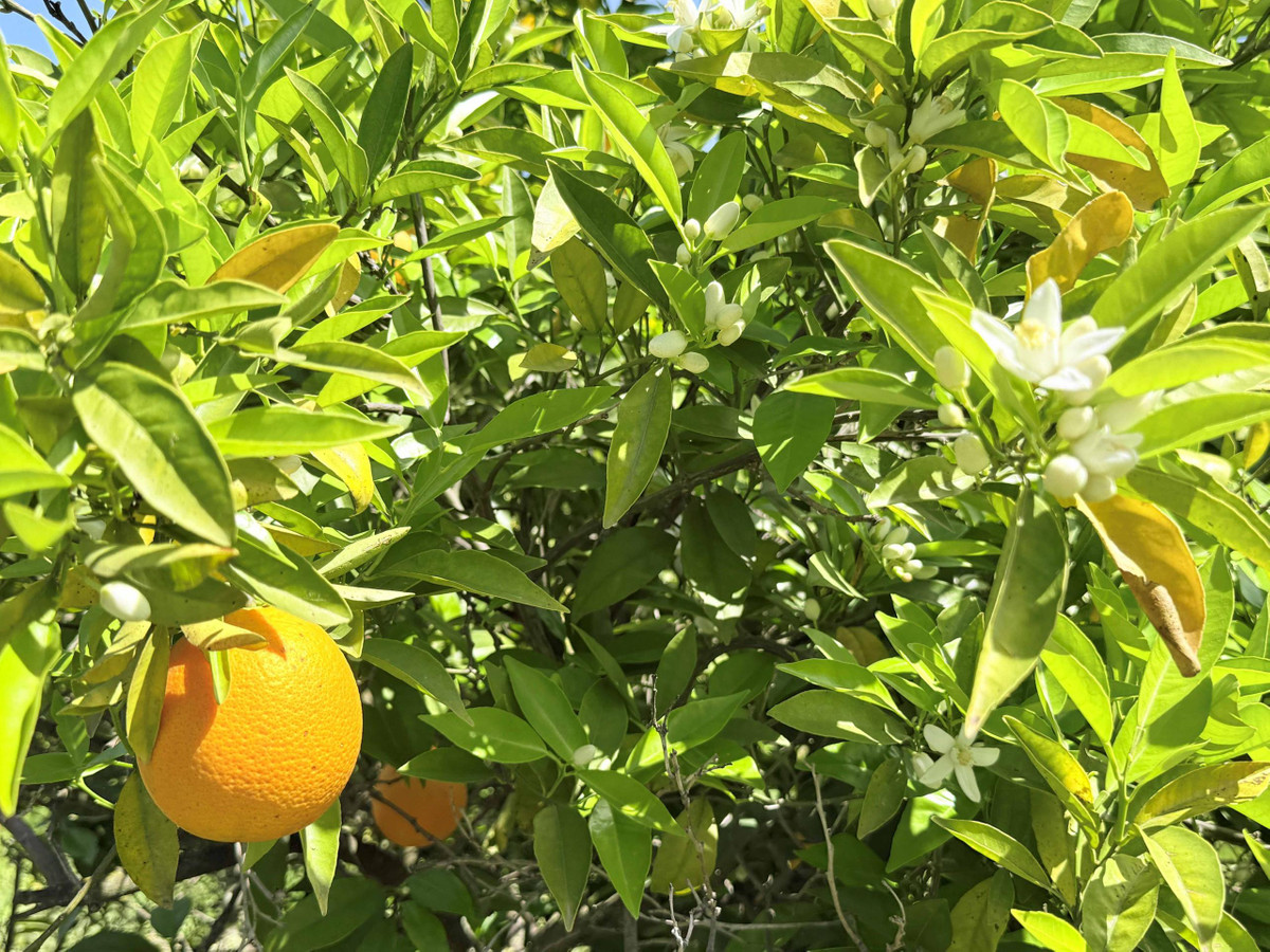 Se vende Finca - Cortijo de 3 dormitorios en Costa Del Sol, Málaga, España