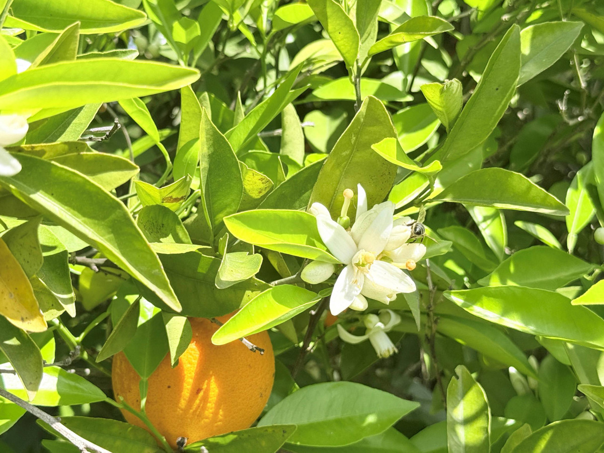 Se vende Finca - Cortijo de 3 dormitorios en Costa Del Sol, Málaga, España