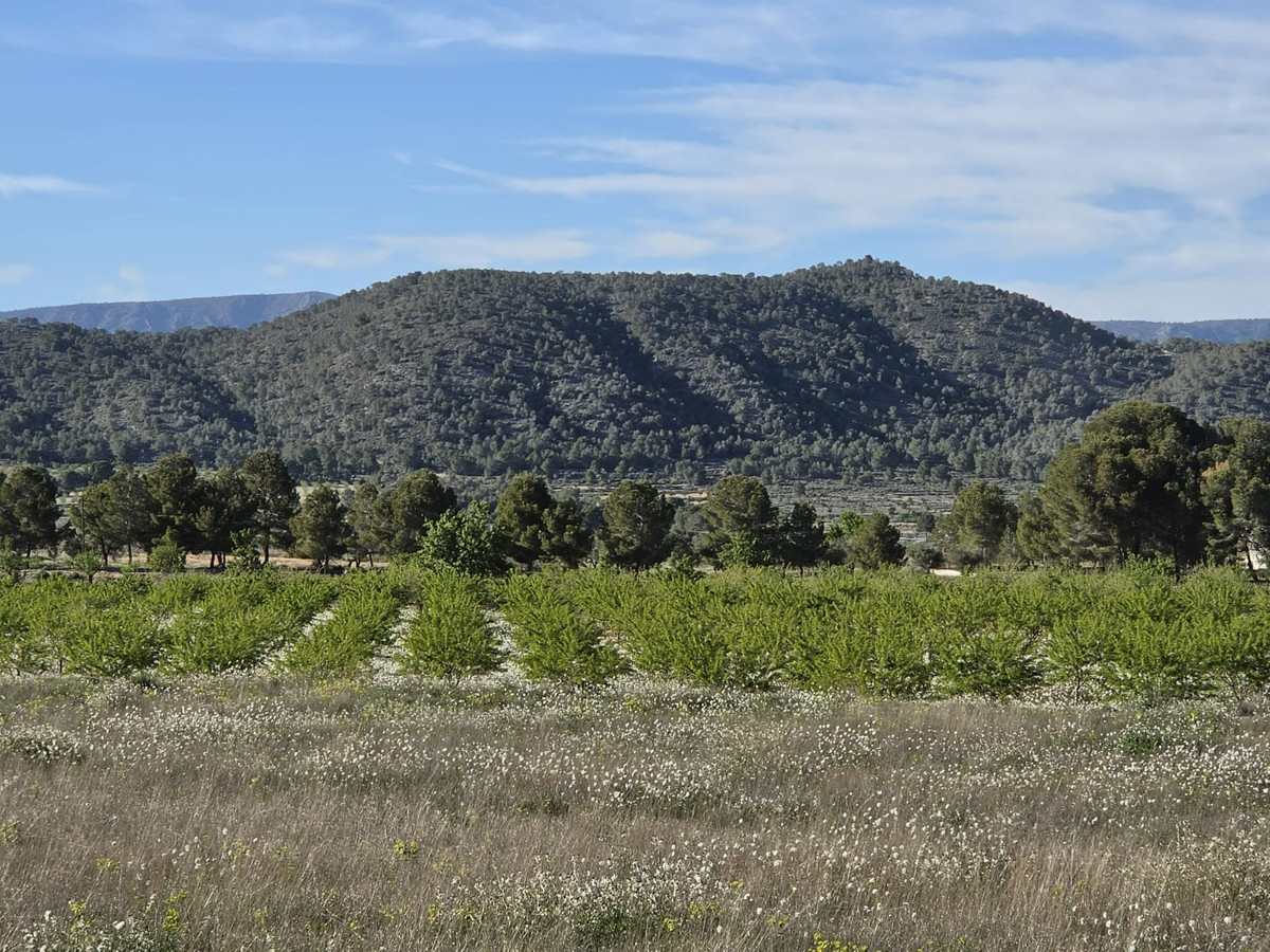 Plots for sale in Monóvar Costa Blanca, Alicante, Spain