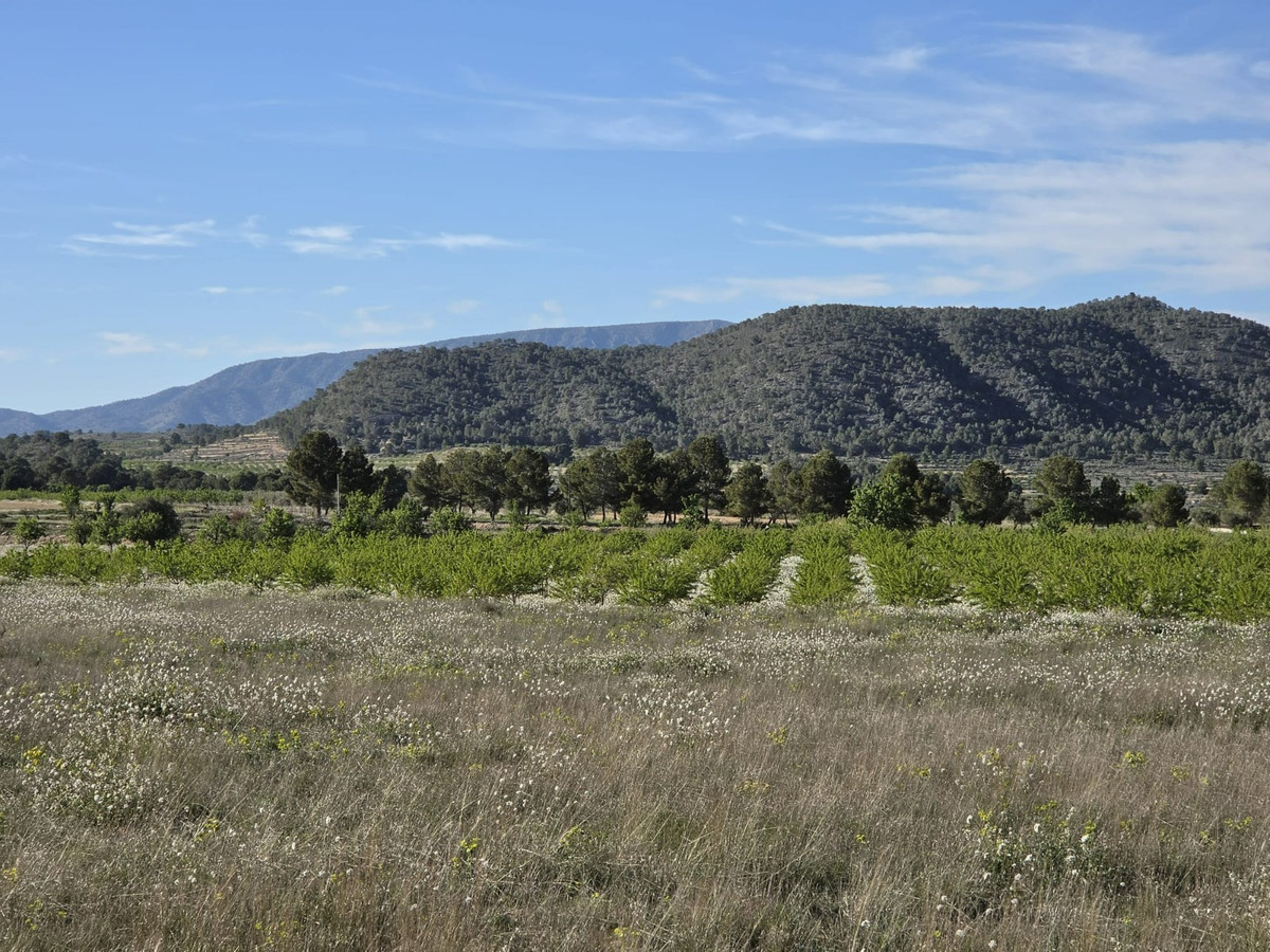 Plots for sale in Monóvar Costa Blanca, Alicante, Spain